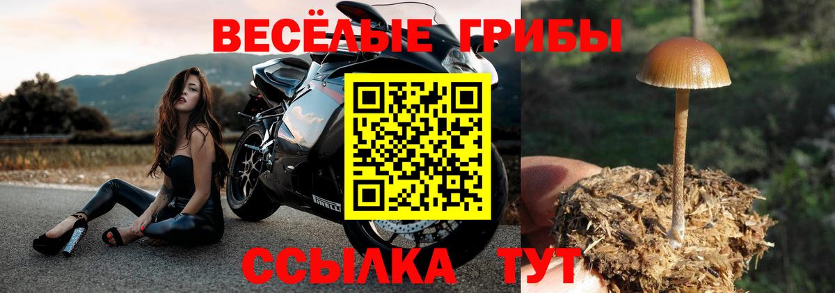 Псилоцибиновые грибы Psilocybine cubensis  Вход с VPN  Елабуга  Псилоцибиновые грибы GOLDEN TEACHER 